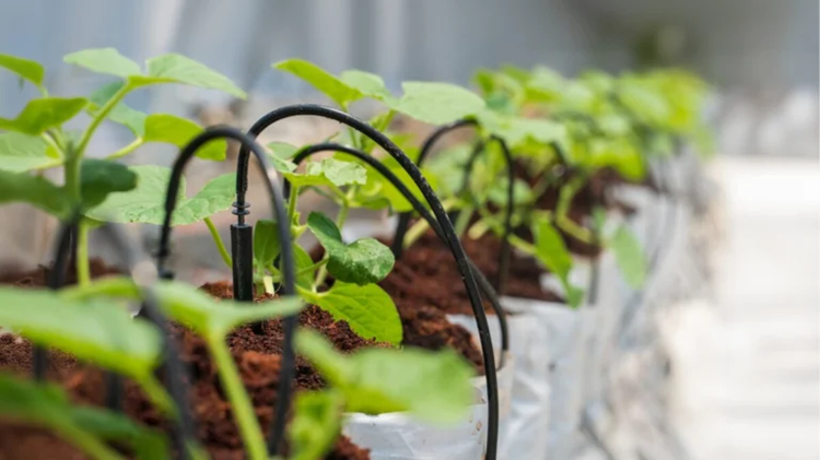 Cómo elegir el sistema de riego ideal para invernaderos|Fotografias-Blog-768x432